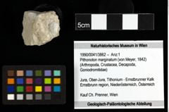 Foto (Objekt + Etiketten) von Pithonoton marginatum (von Meyer, 1842) 